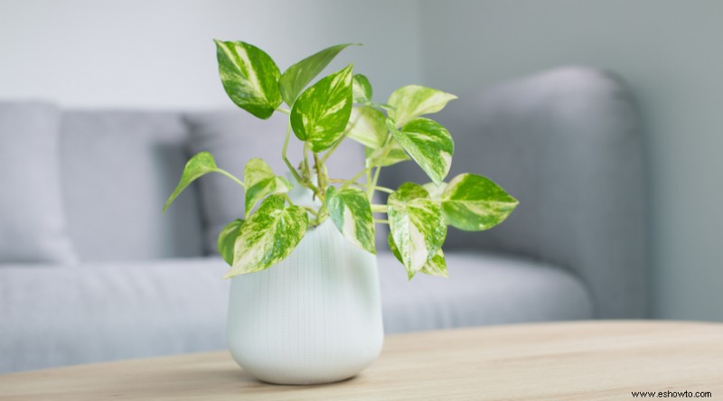 10 plantas de interior que prosperan con poca luz