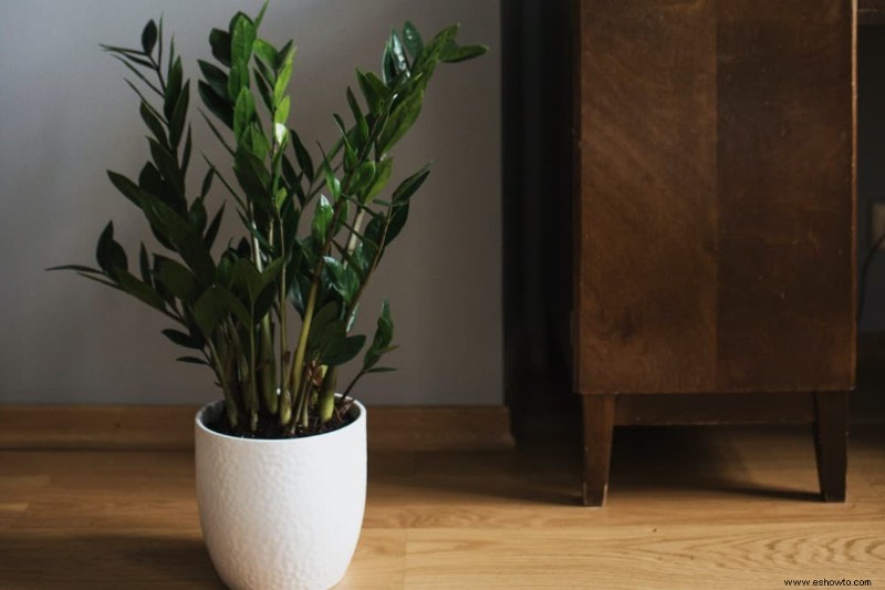 10 plantas de interior que prosperan con poca luz