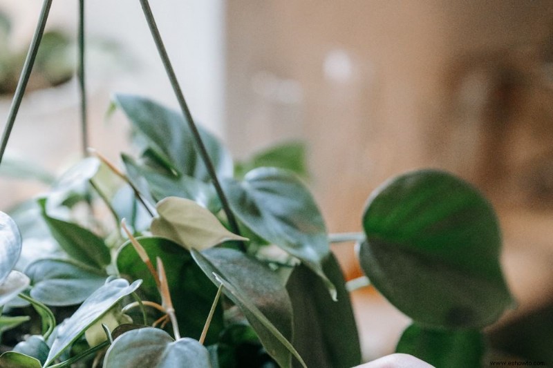 10 plantas de interior que prosperan con poca luz