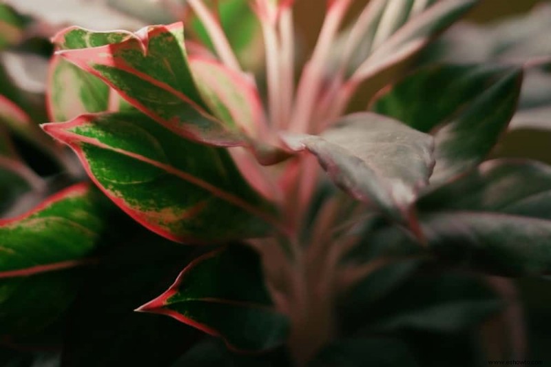 10 plantas de interior que prosperan con poca luz