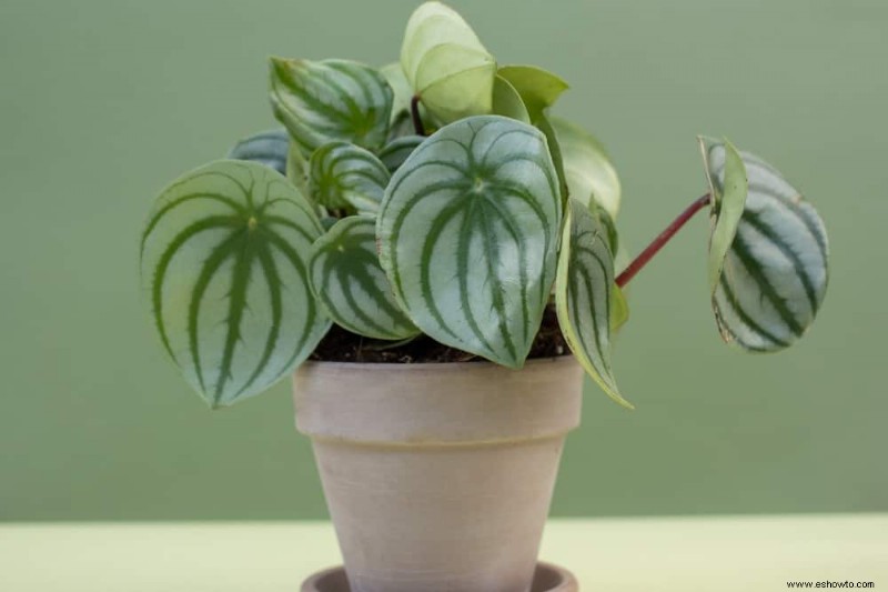 10 plantas de interior que prosperan con poca luz