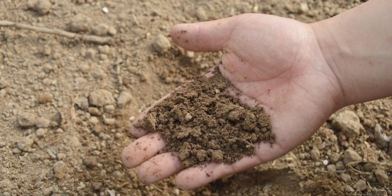 Tierra para macetas y tierra para jardín:¿cuál es la diferencia?