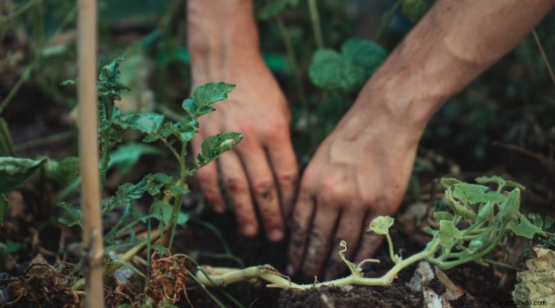 Tierra para macetas y tierra para jardín:¿cuál es la diferencia?