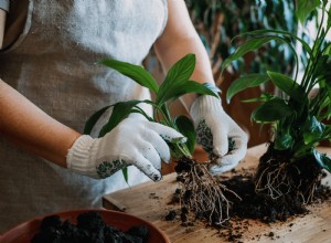 Mejor Hora del Día para Trasplantar Plantas: Guía Experta con Pros, Contras y Pasos