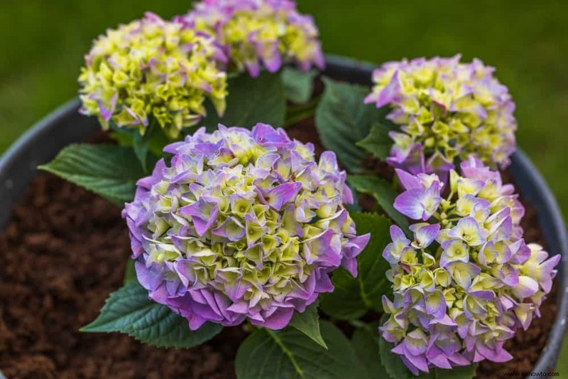 ¿Qué tierra para macetas es mejor para las hortensias?