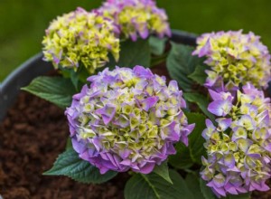 La Mejor Tierra para Macetas para Hortensias: Guía Experta sobre Suelo, pH y Mezclas Recomendadas