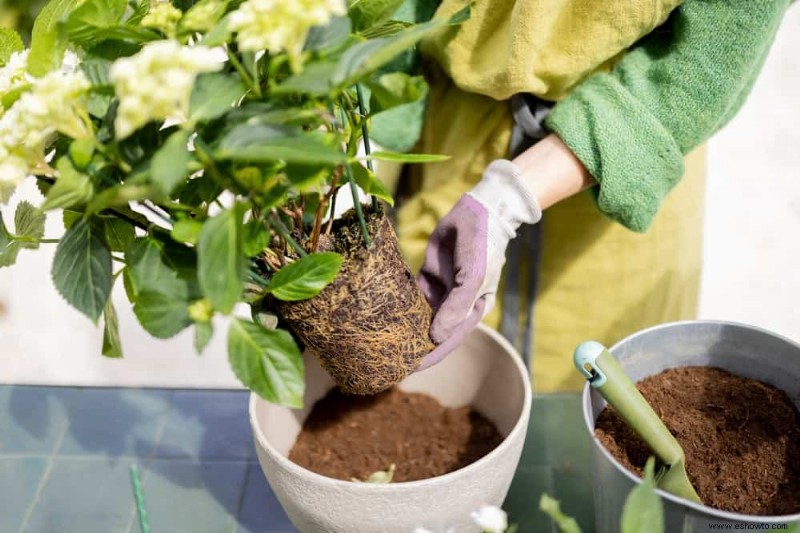 ¿Qué tierra para macetas es mejor para las hortensias?