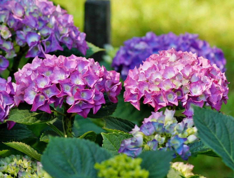 ¿Qué tierra para macetas es mejor para las hortensias?