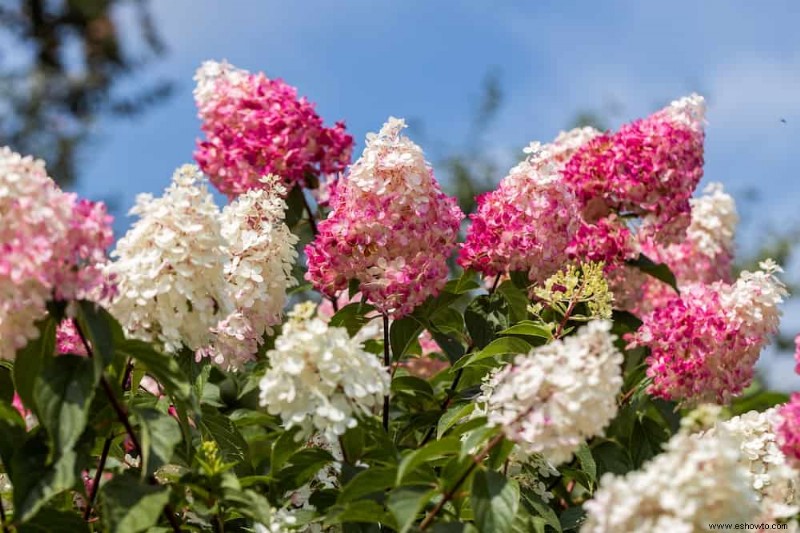 10 arbustos de bajo mantenimiento que no debes podar