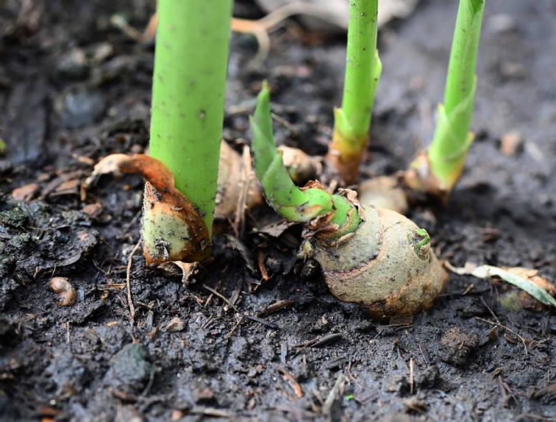 Cómo cultivar jengibre