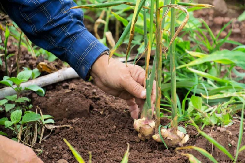 Cómo cultivar jengibre