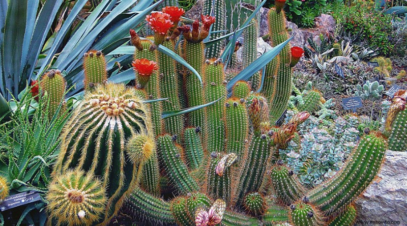 5 plantas tolerantes a la sequía para el jardín de su hogar