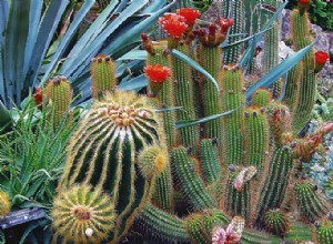 5 Plantas Resistentes a la Sequía Ideales para tu Jardín Hogareño