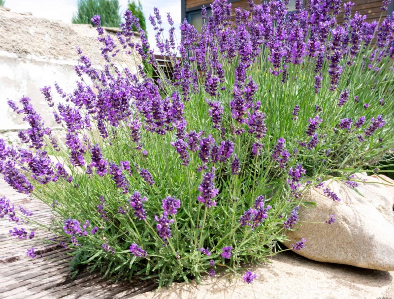 5 plantas tolerantes a la sequía para el jardín de su hogar