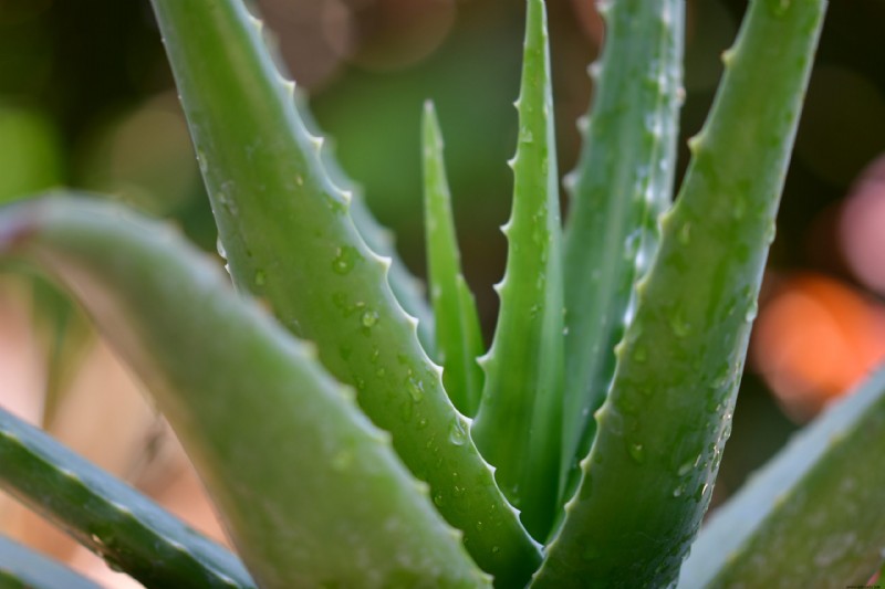 5 plantas tolerantes a la sequía para el jardín de su hogar