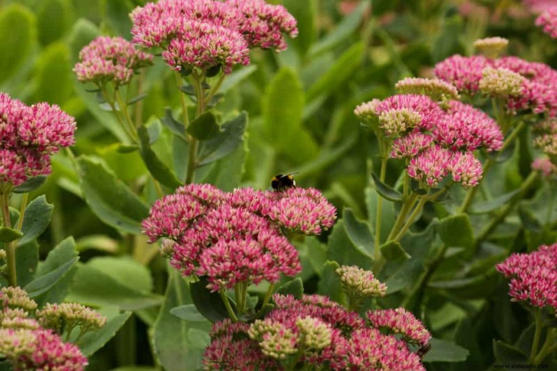 5 plantas tolerantes a la sequía para el jardín de su hogar