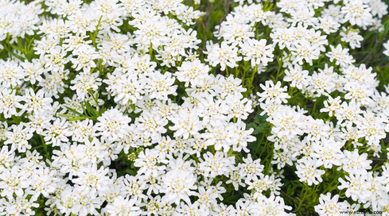 5 plantas tolerantes a la sequía para el jardín de su hogar