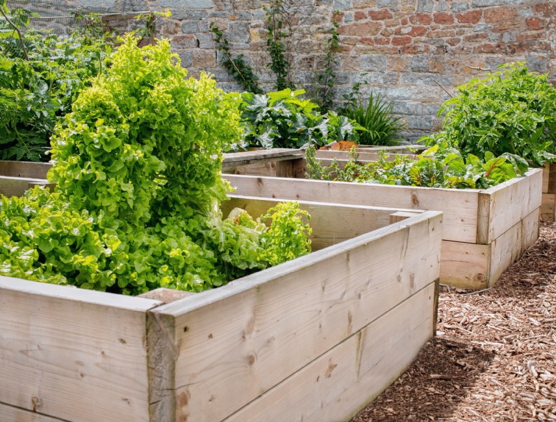 5 consejos para la jardinería en camas elevadas