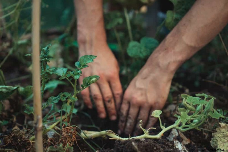 5 consejos para la jardinería en camas elevadas