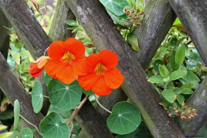 7 plantas para cultivar un jardín a prueba de plagas