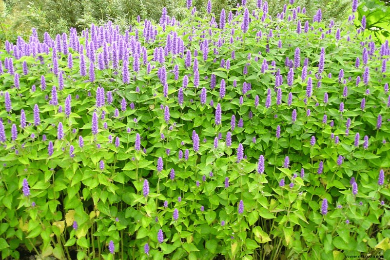 7 plantas para cultivar un jardín a prueba de plagas