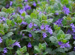 Cómo Eliminar el Charlie Rastrero de tu Jardín: 3 Métodos Efectivos y Prevención