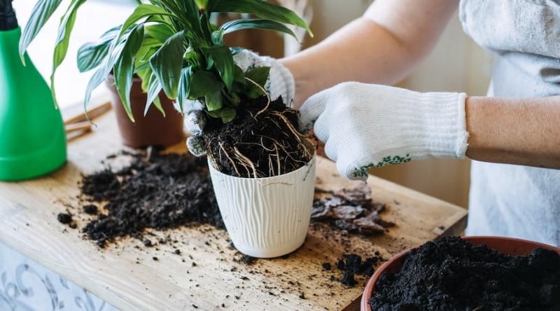 7 consejos para trasplantar tus plantas a la perfección