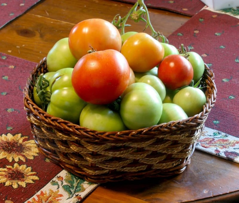 5 formas de madurar los tomates verdes