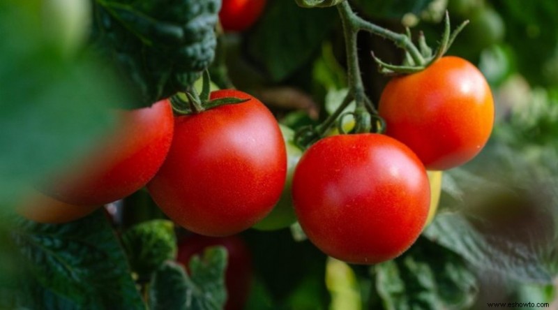 7 formas de mejorar su cosecha de tomate