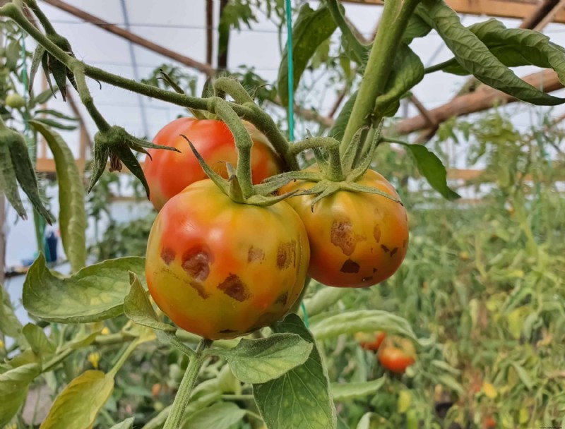 7 formas de mejorar su cosecha de tomate