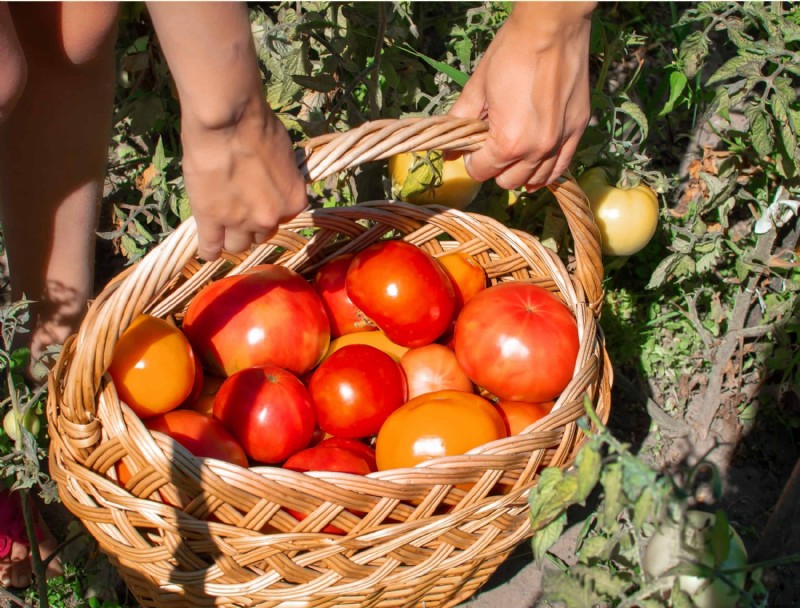 7 formas de mejorar su cosecha de tomate