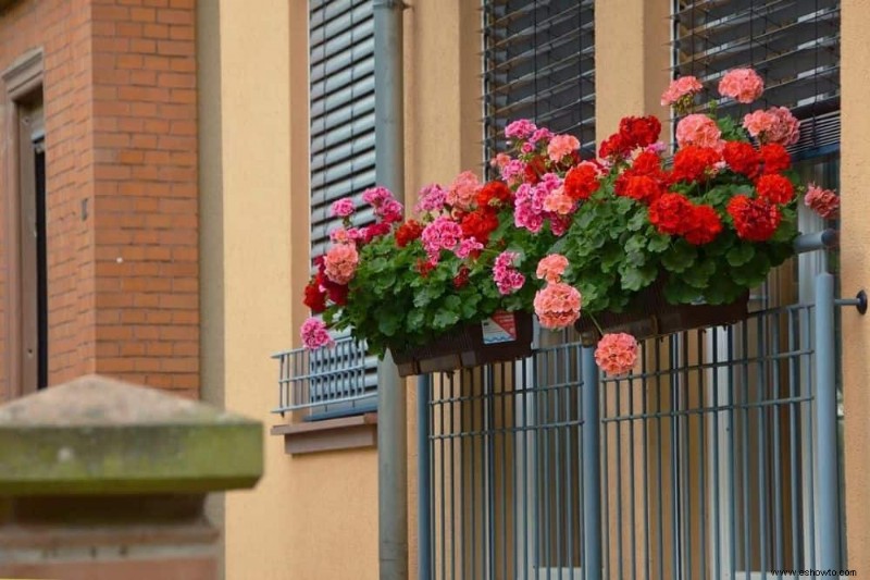 5 maneras de ayudar a sus plantas a sobrevivir una sequía