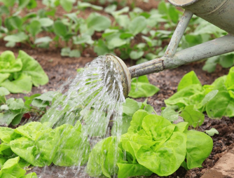 5 maneras de ayudar a sus plantas a sobrevivir una sequía