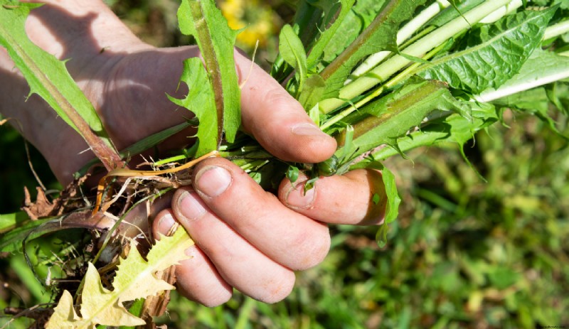 5 maneras de ayudar a sus plantas a sobrevivir una sequía