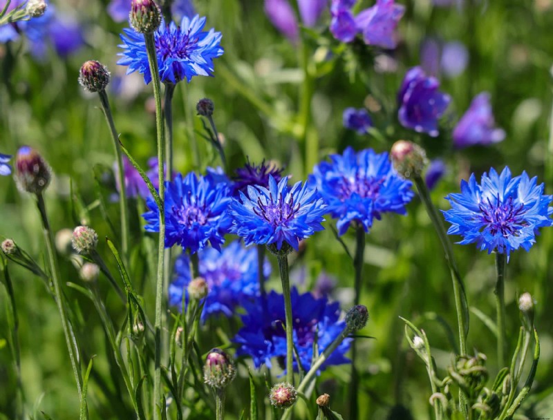 5 razones para agregar plantas autóctonas a su jardín