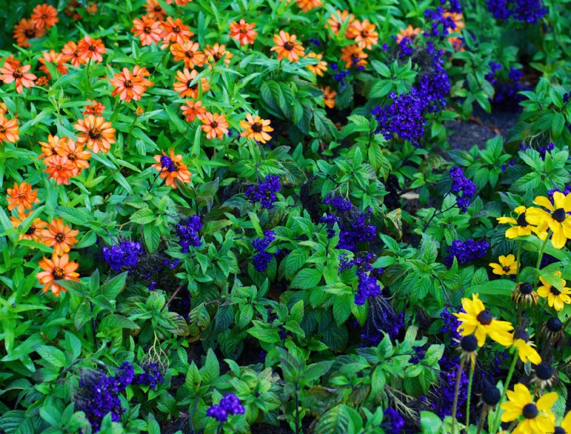 5 razones para agregar plantas autóctonas a su jardín