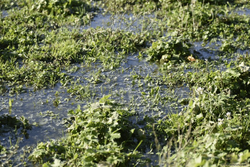 7 razones para usar tierra vegetal en su jardín