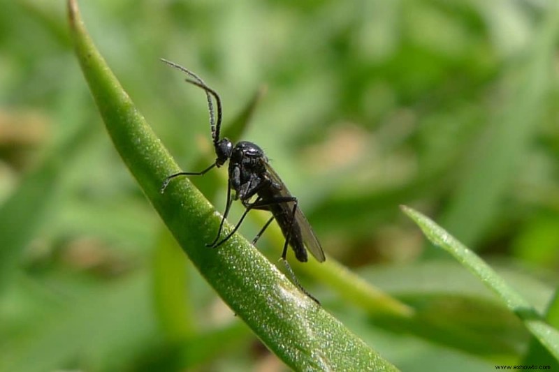 Cómo deshacerse de los mosquitos en las plantas de interior