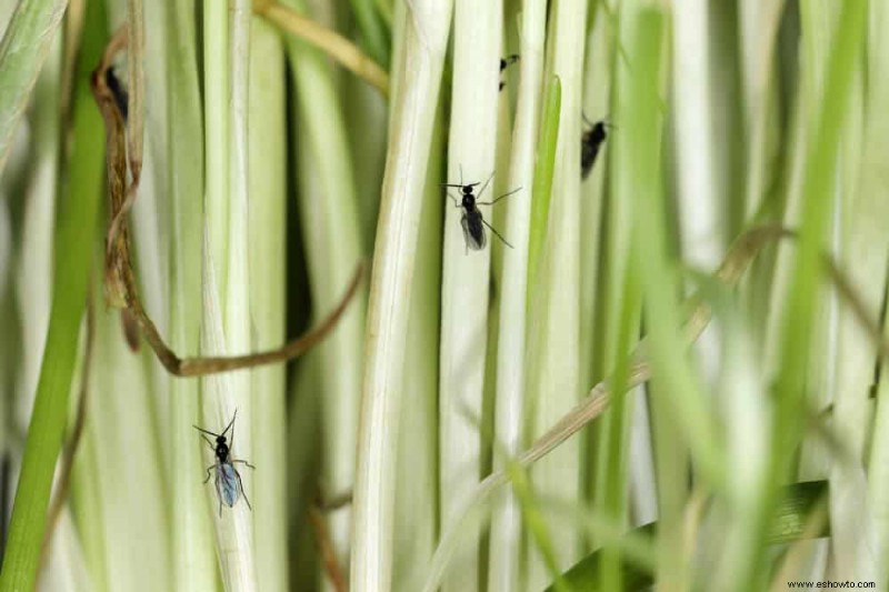 Cómo deshacerse de los mosquitos en las plantas de interior