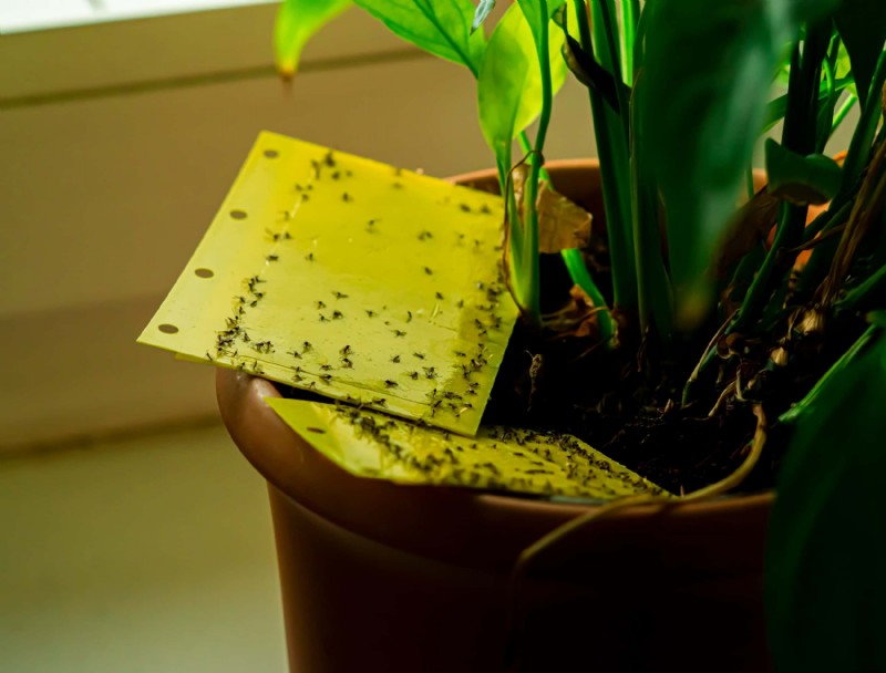 Cómo deshacerse de los mosquitos en las plantas de interior