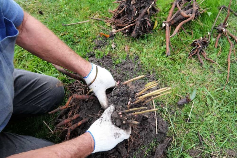 Cuándo y cómo dividir las plantas perennes