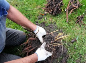 Cuándo y cómo dividir las plantas perennes