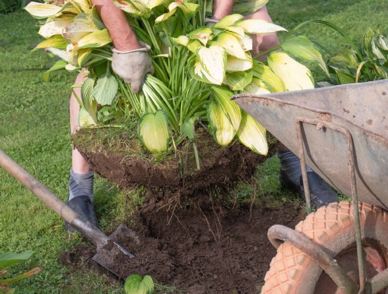 Cuándo y cómo dividir las plantas perennes