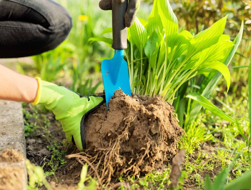 Cuándo y cómo dividir las plantas perennes