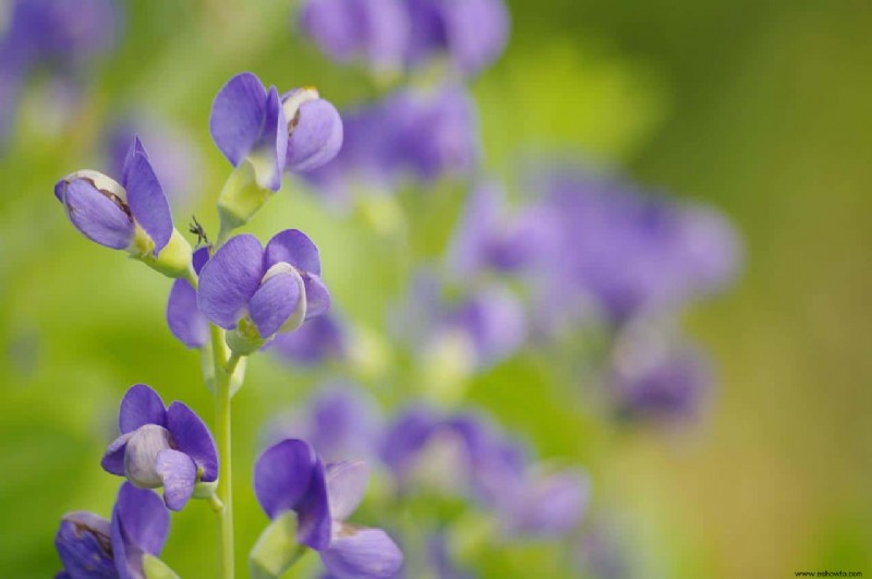 Cuándo y cómo dividir las plantas perennes