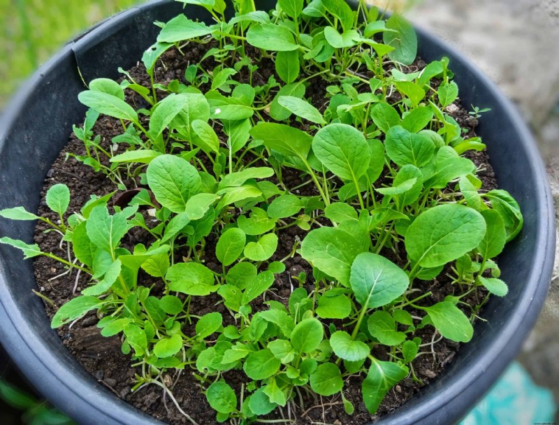 Cómo cultivar espinacas en macetas