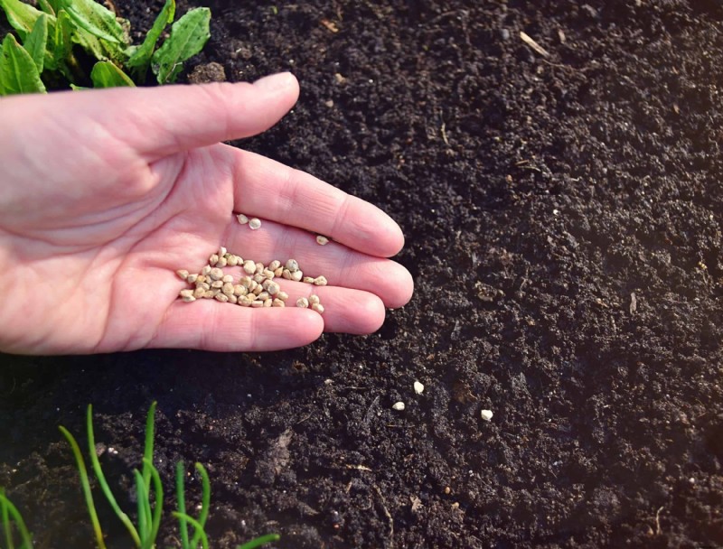 Cómo cultivar espinacas en macetas