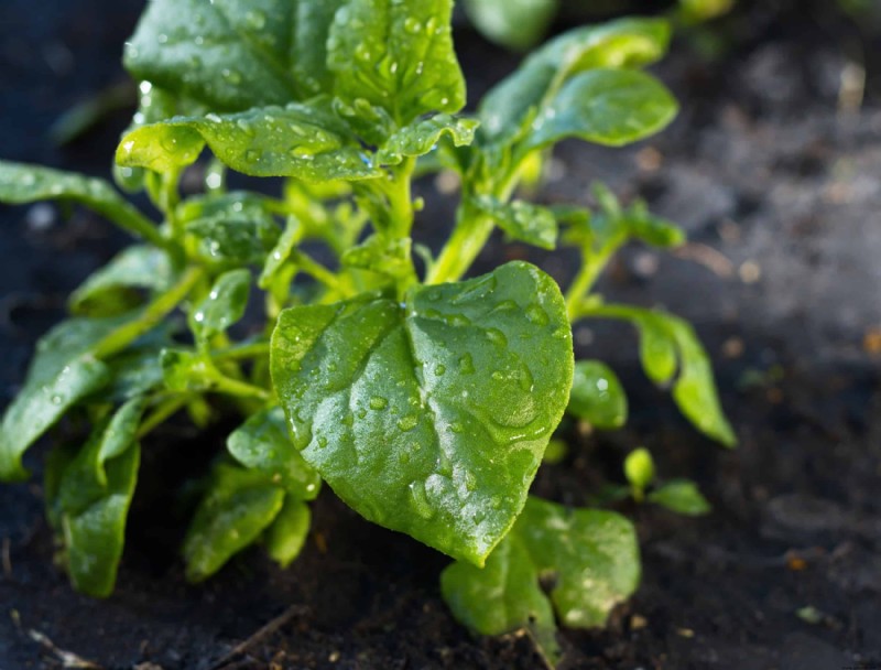 Cómo cultivar espinacas en macetas