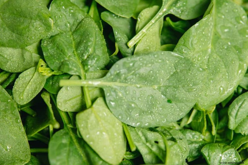 Cómo cultivar espinacas en macetas