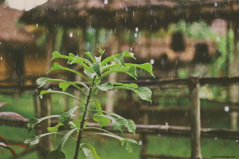 5 plantas que reducen la escorrentía